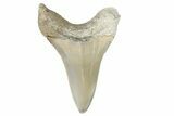 Fossil Mako Tooth - Lee Creek (Aurora), NC #179850-1